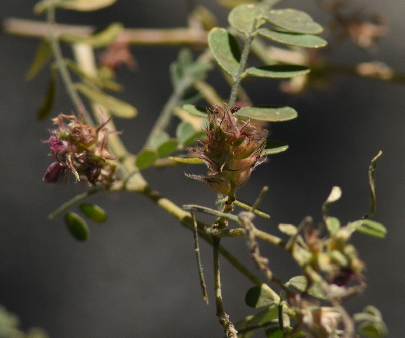 Dalea floridana photo 3