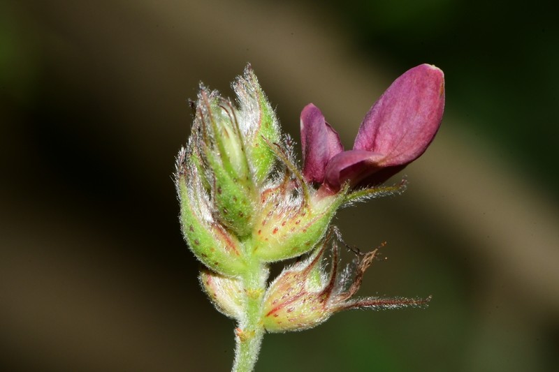 Dalea floridana photo 4