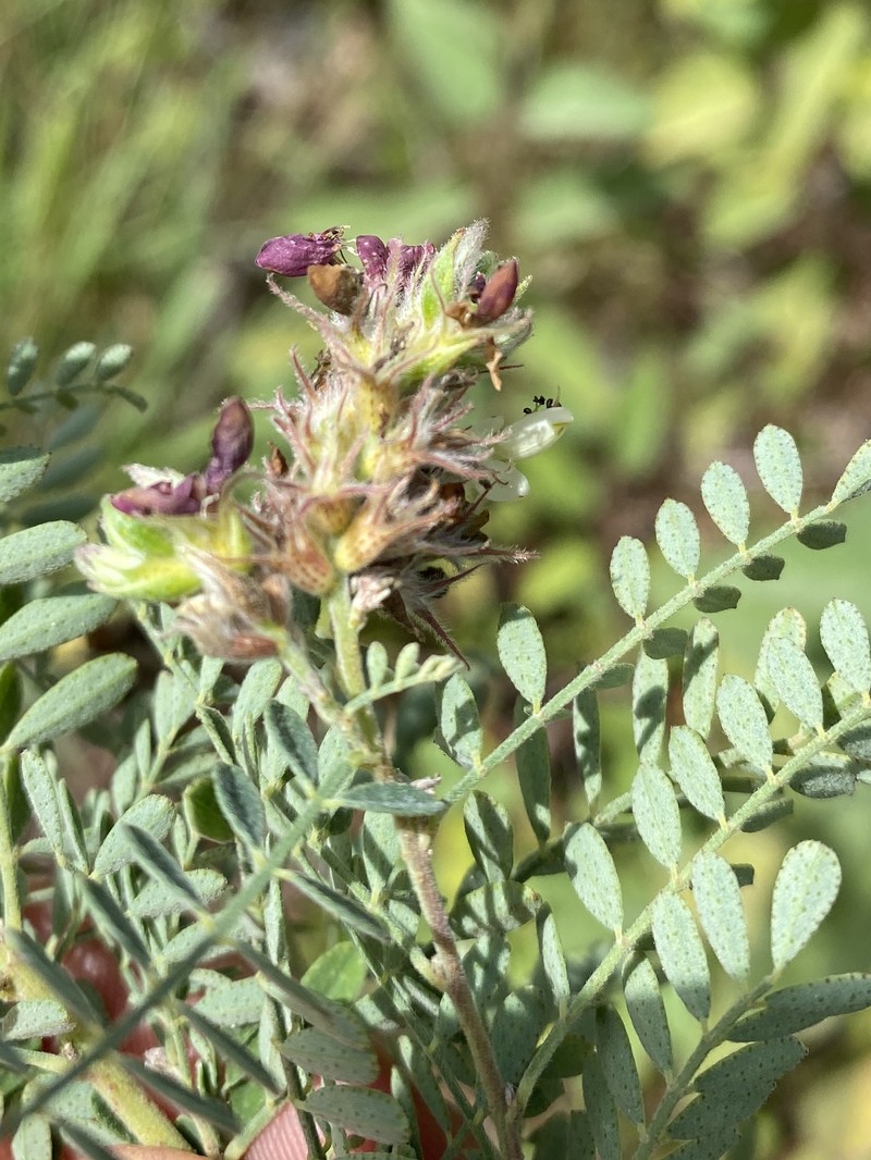 Dalea floridana photo 5