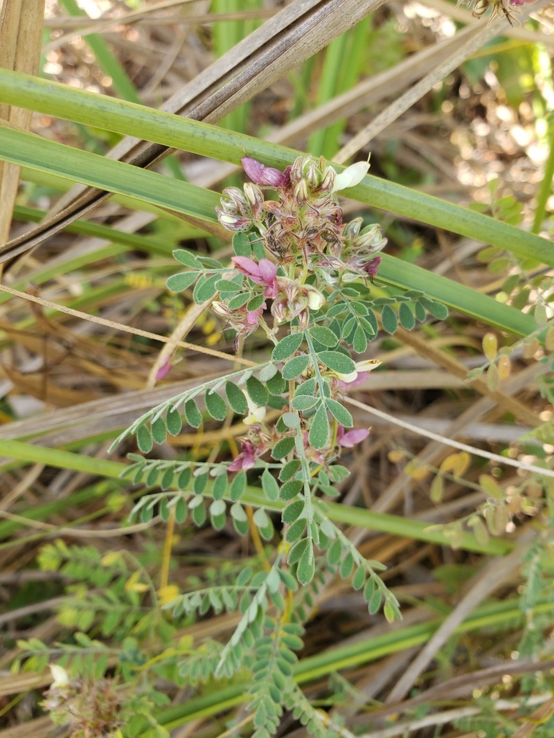 Dalea floridana photo 6