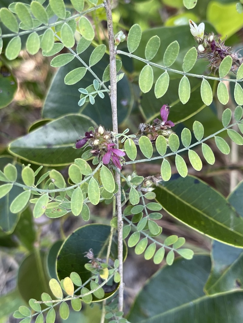 Dalea floridana photo 7