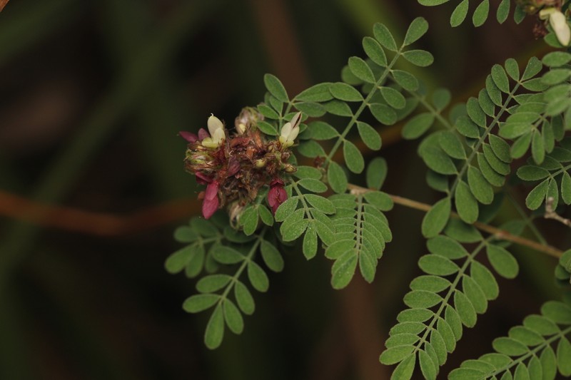Dalea floridana photo 8