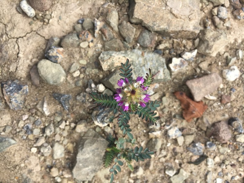 Dalea foliolosa
