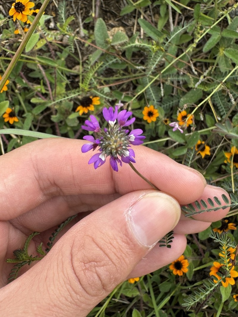 Dalea foliolosa photo 2