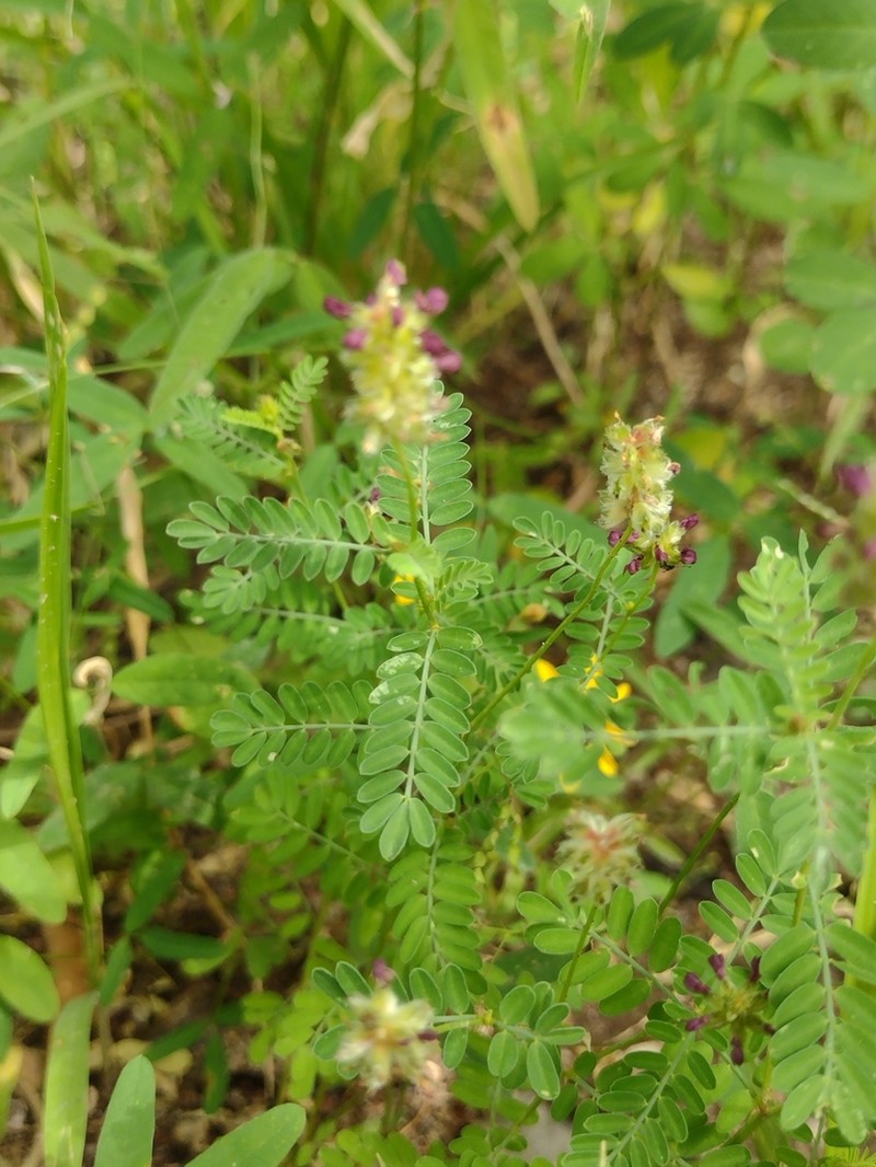 Dalea foliolosa photo 3