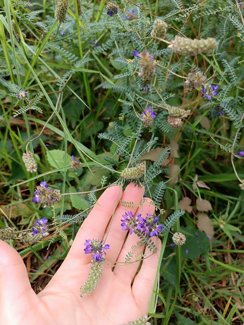 Dalea foliolosa photo 4