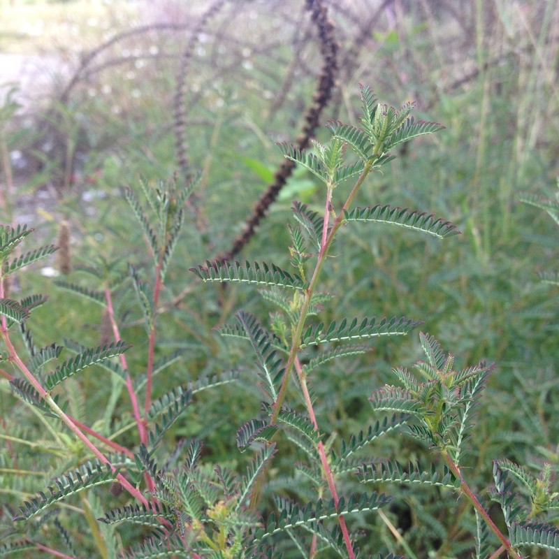 Dalea foliolosa photo 5