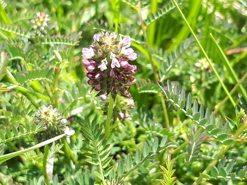 Dalea foliolosa photo 6