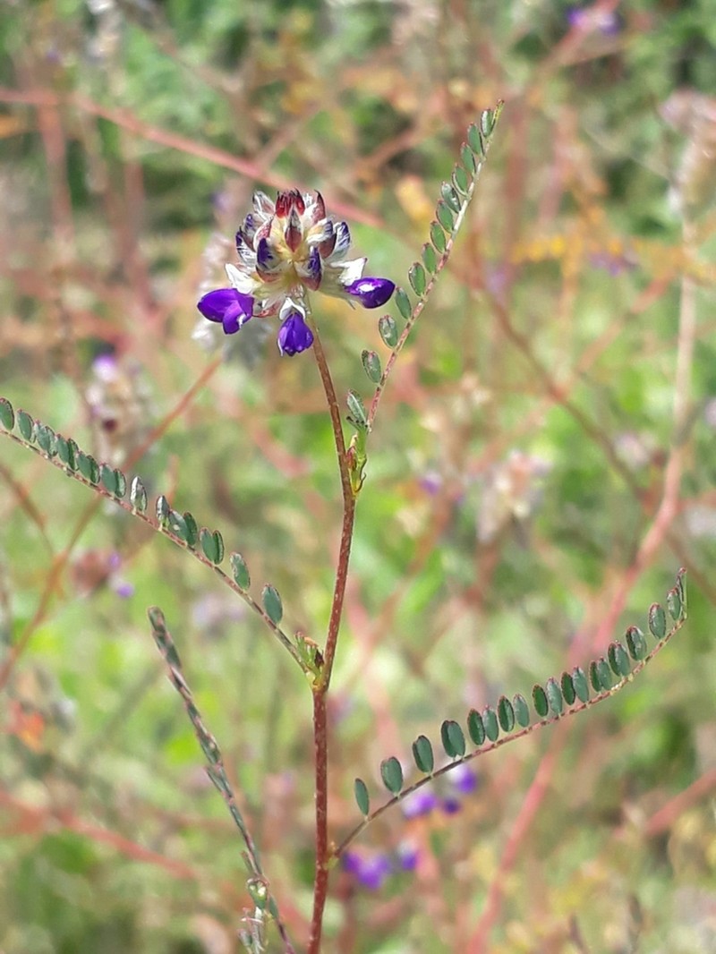 Dalea foliolosa photo 7
