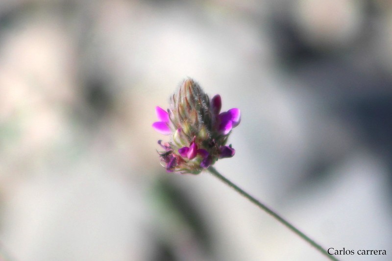 Dalea foliolosa photo 8