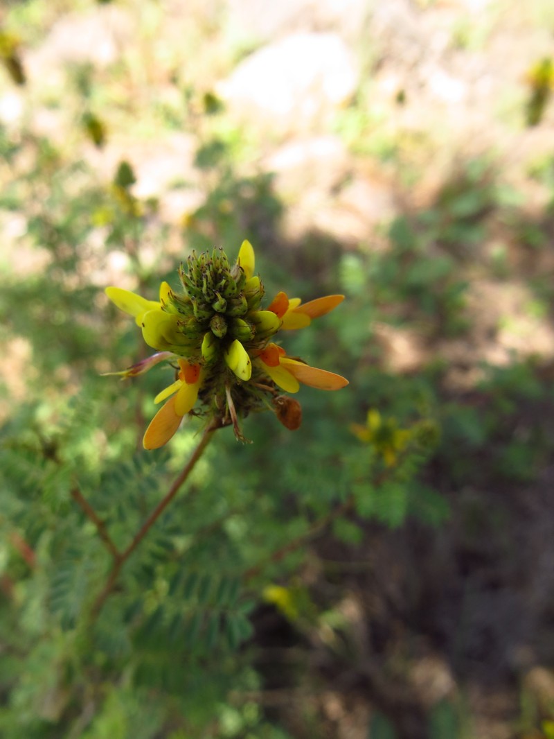 Dalea foliolosa var. citrina photo 2