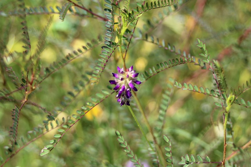 Dalea foliolosa var. citrina photo 3