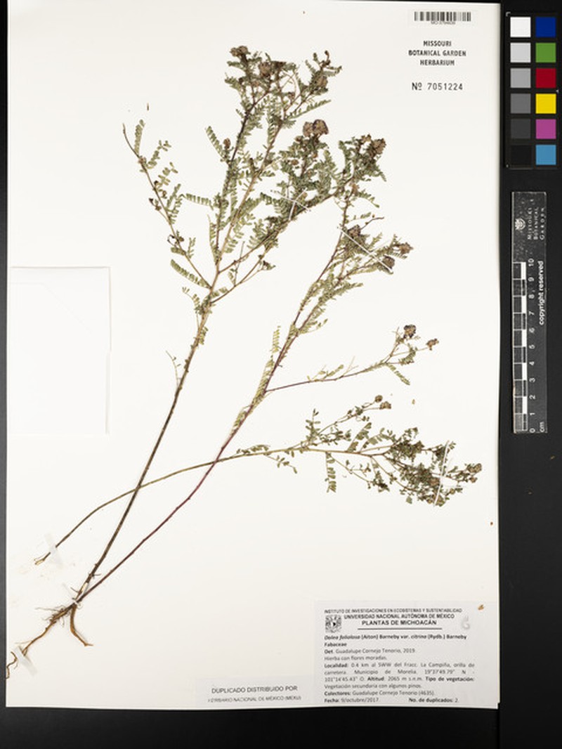 Dalea foliolosa var. citrina photo 4