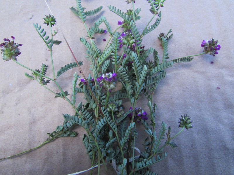 Dalea foliolosa var. foliolosa
