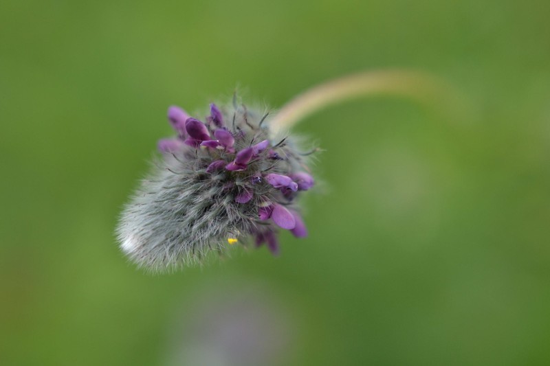 Dalea foliolosa var. foliolosa photo 2