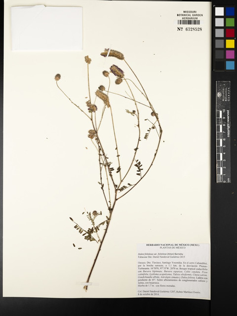 Dalea foliolosa var. foliolosa photo 3