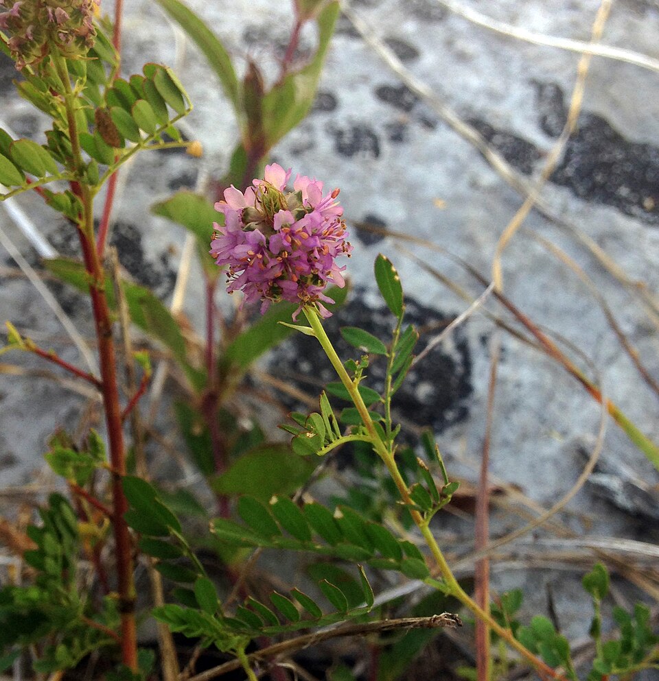 Leafy Prairie Clover