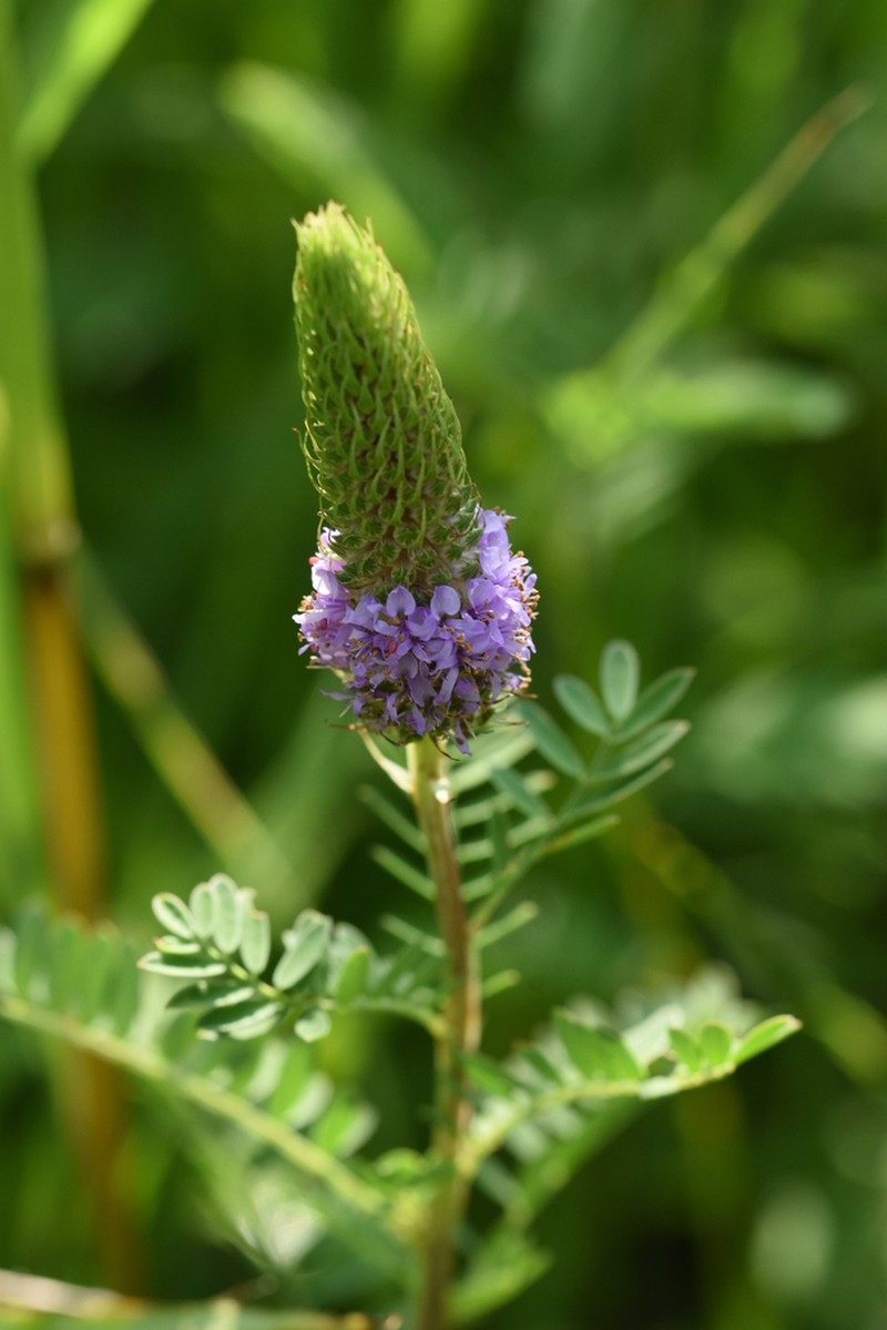 Leafy Prairie Clover