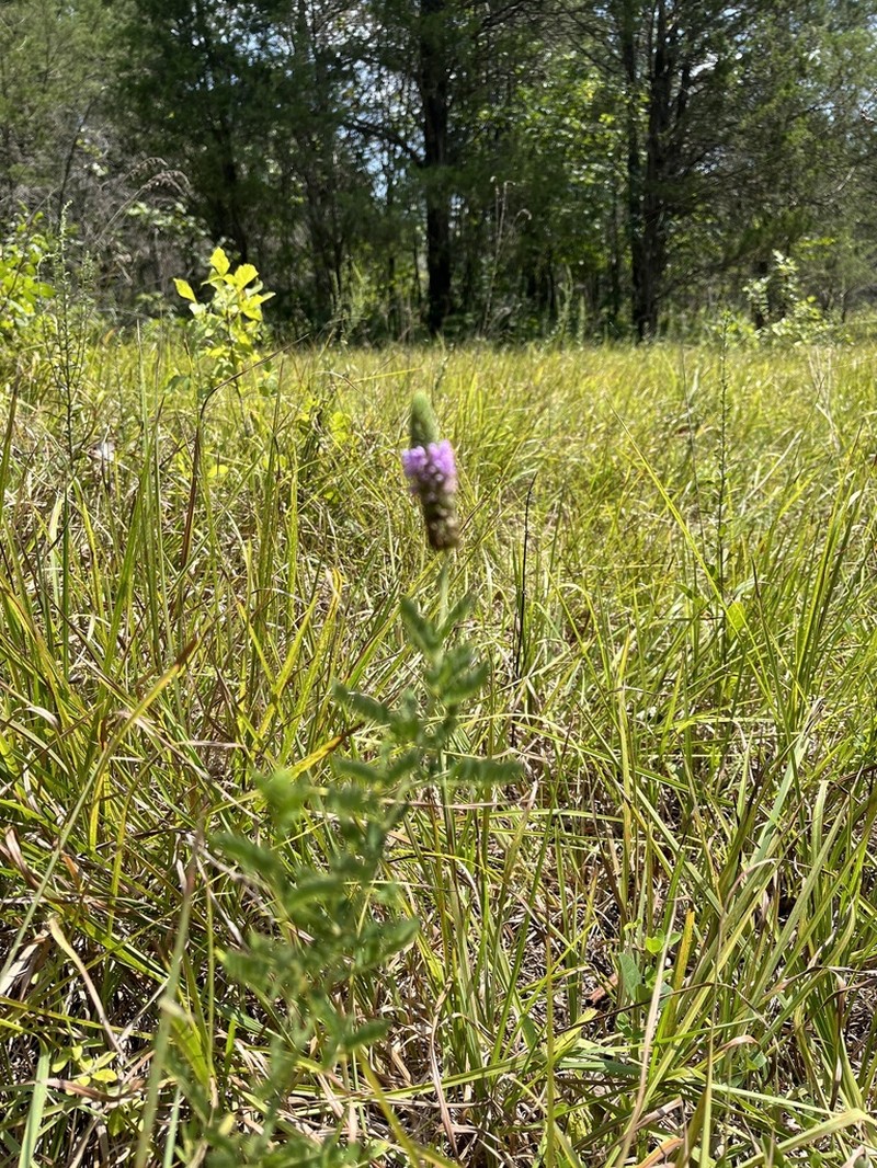 Leafy Prairie Clover photo 2