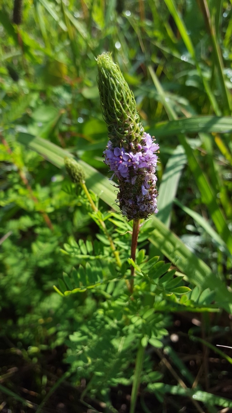 Leafy Prairie Clover photo 3