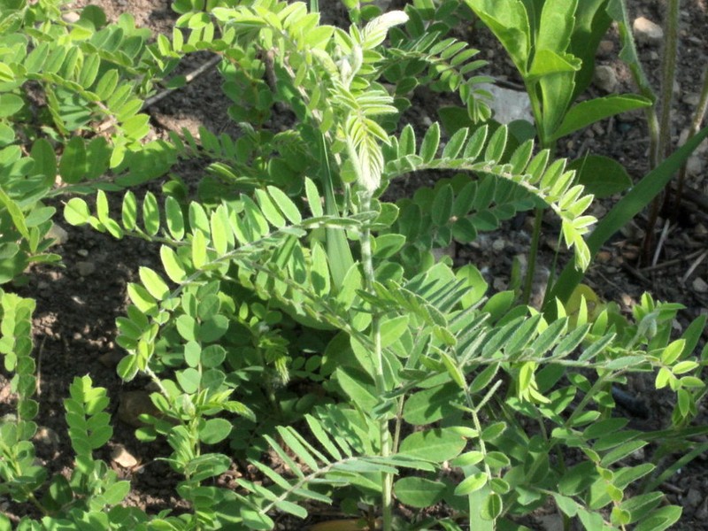 Leafy Prairie Clover photo 4