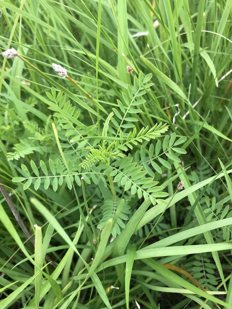 Leafy Prairie Clover photo 5