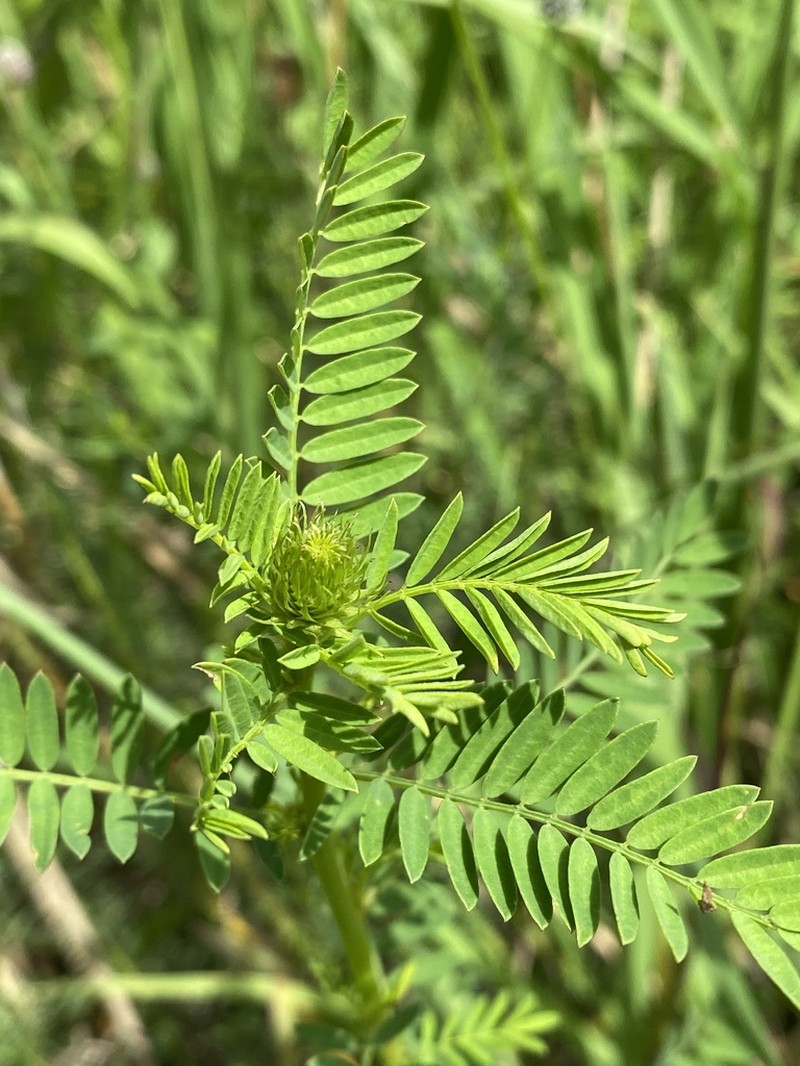 Leafy Prairie Clover photo 6