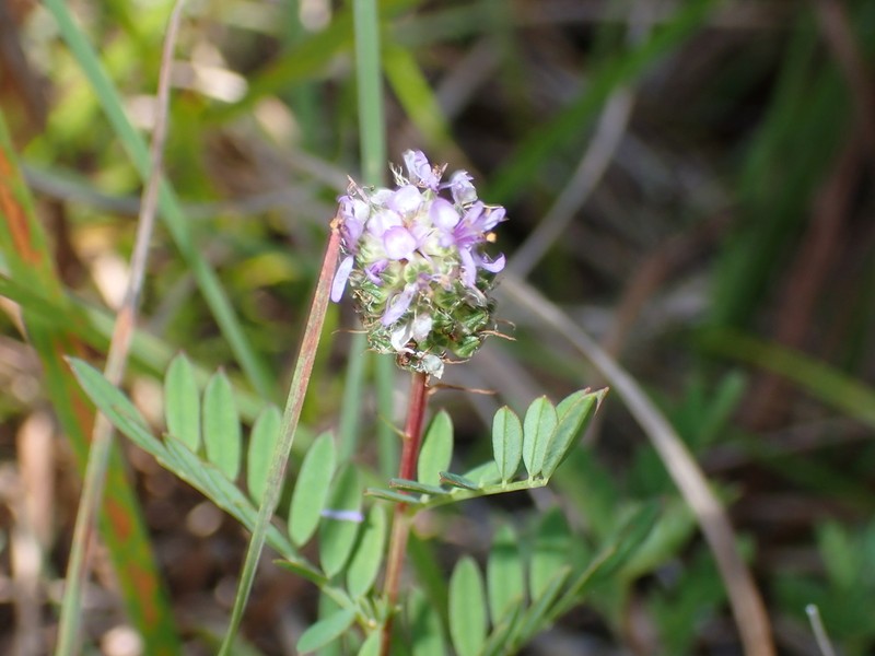 Leafy Prairie Clover photo 7