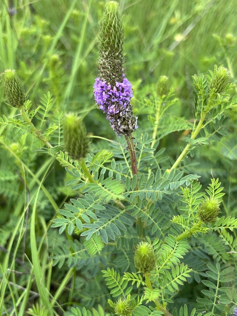 Leafy Prairie Clover photo 8