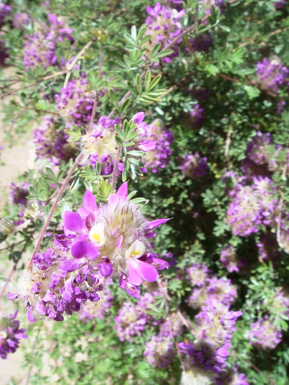 Black Prairie Clover