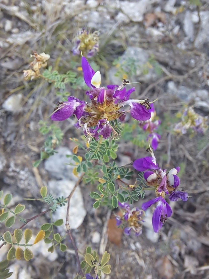 Black Prairie Clover