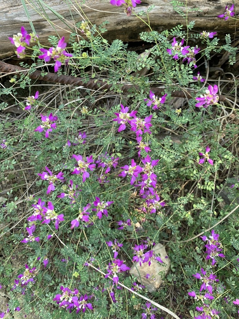 Black Prairie Clover photo 2