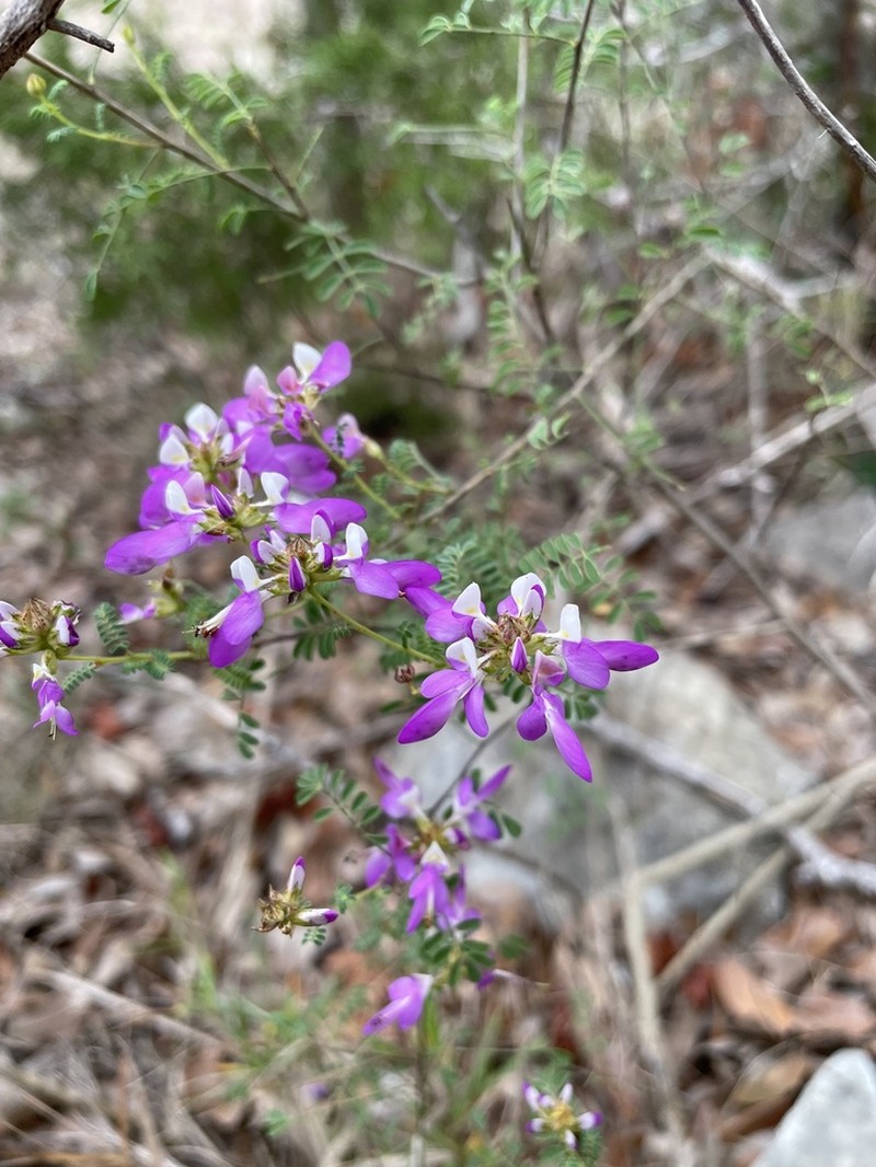 Black Prairie Clover photo 3