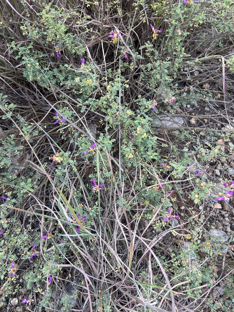 Black Prairie Clover photo 4