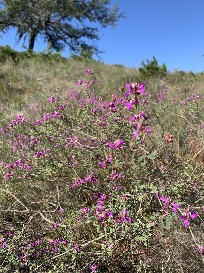 Black Prairie Clover photo 5