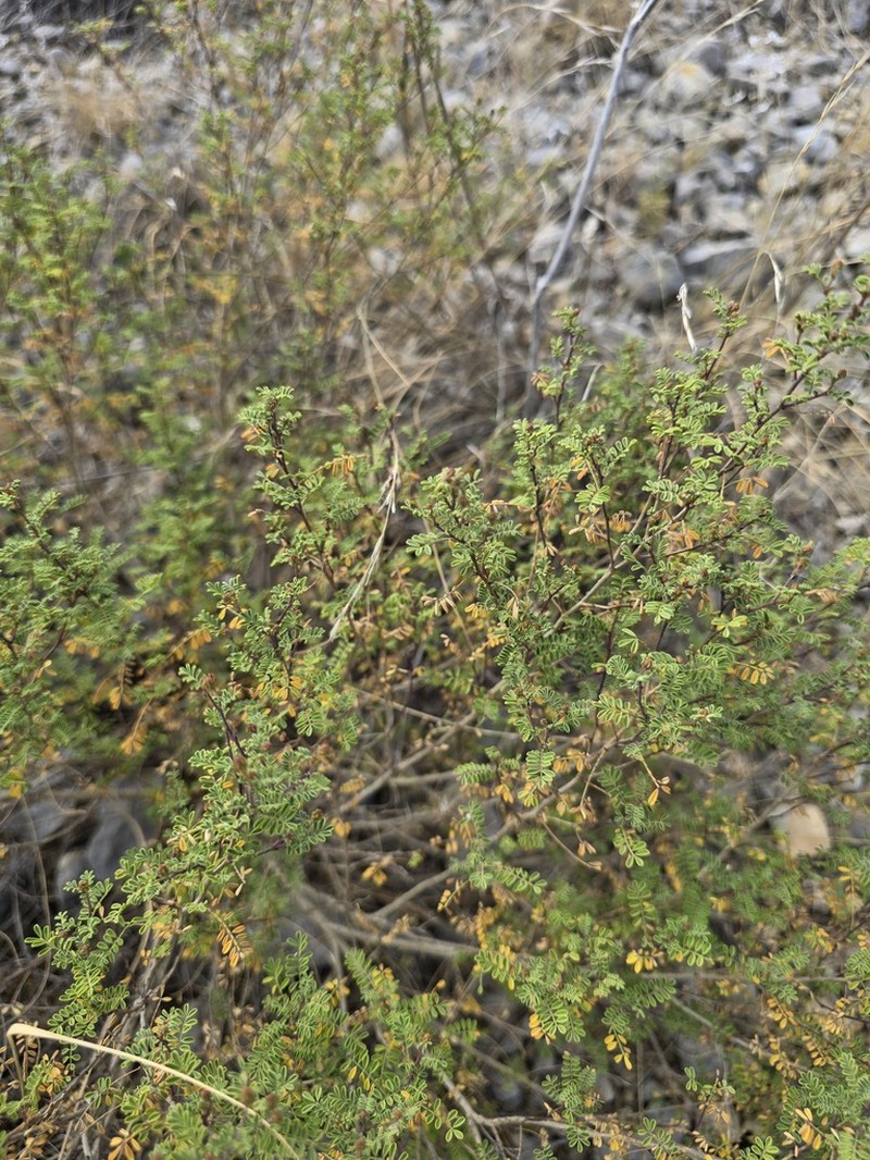 Black Prairie Clover photo 6