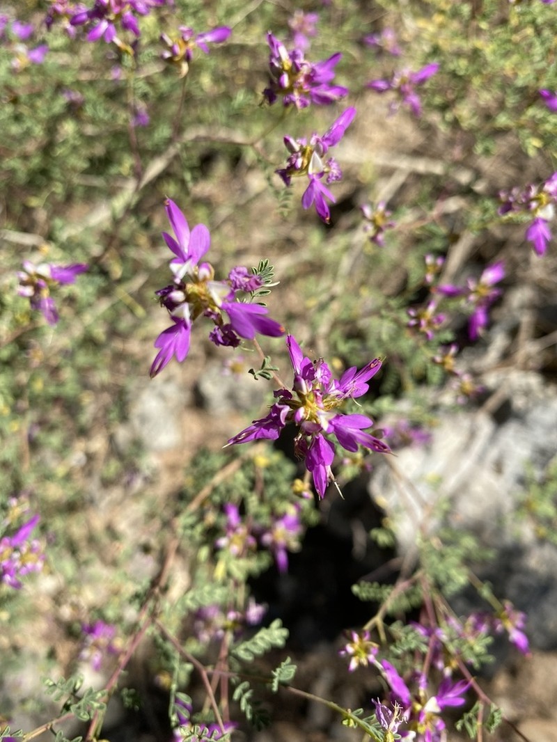 Black Prairie Clover photo 7
