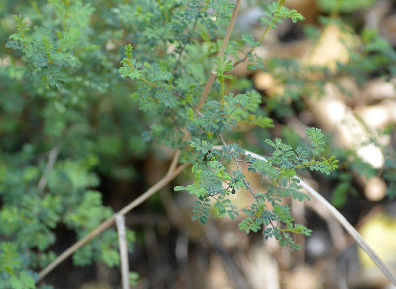 Black Prairie Clover photo 8
