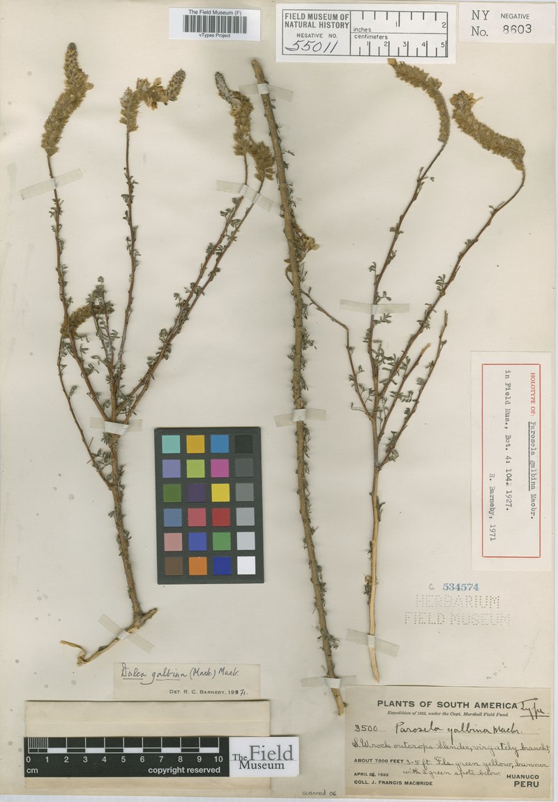Dalea galbina