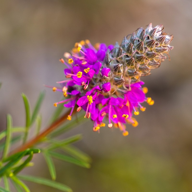 Purpletassels