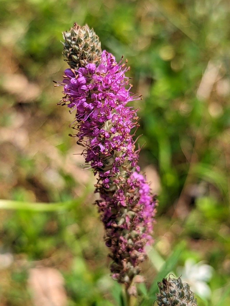Purpletassels photo 2