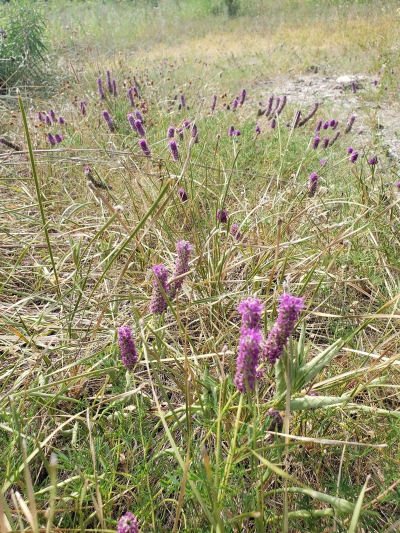 Purpletassels photo 3