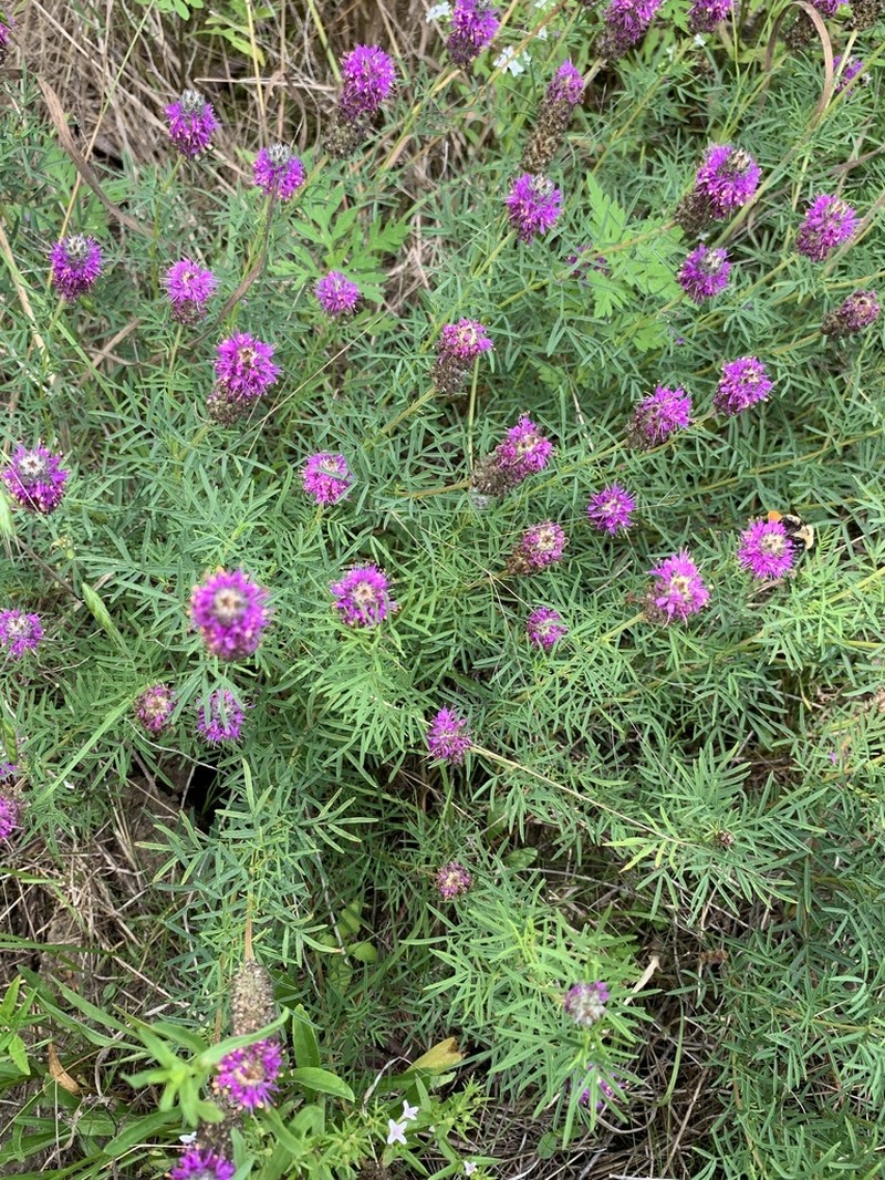 Purpletassels photo 4