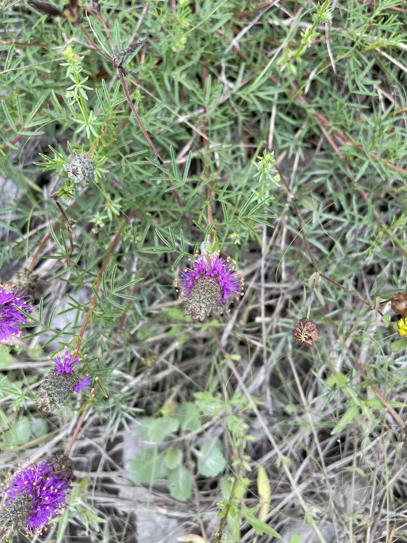 Purpletassels photo 5