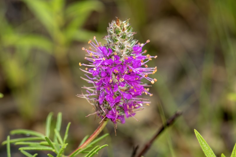 Purpletassels photo 6