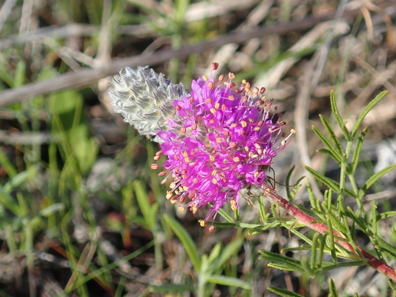 Purpletassels photo 7