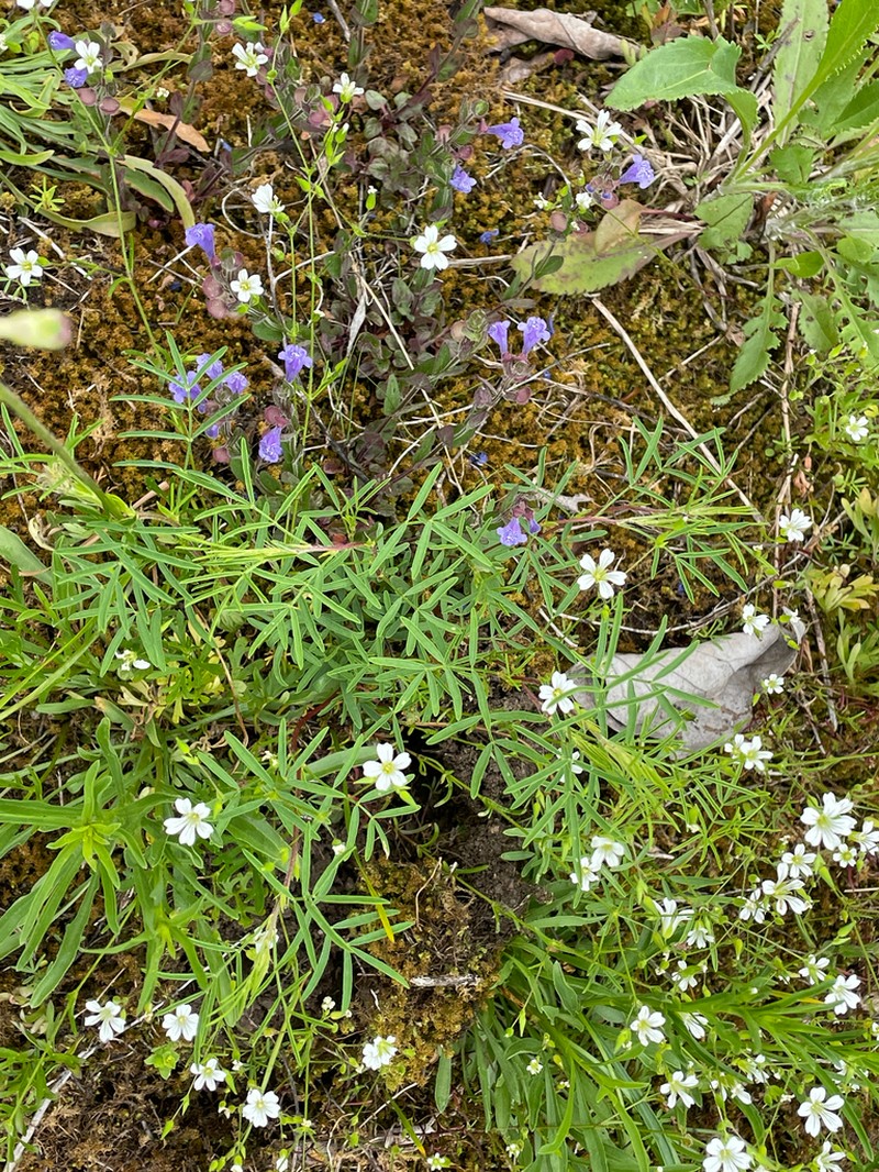 Purpletassels photo 8