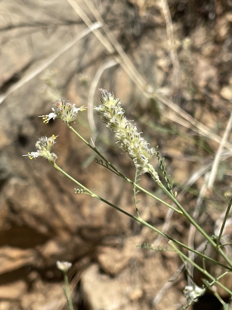 Gray's Prairie Clover