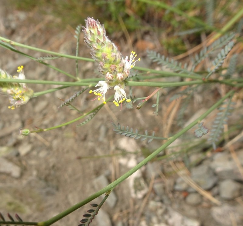 Gray's Prairie Clover photo 2