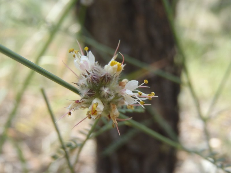 Gray's Prairie Clover photo 3